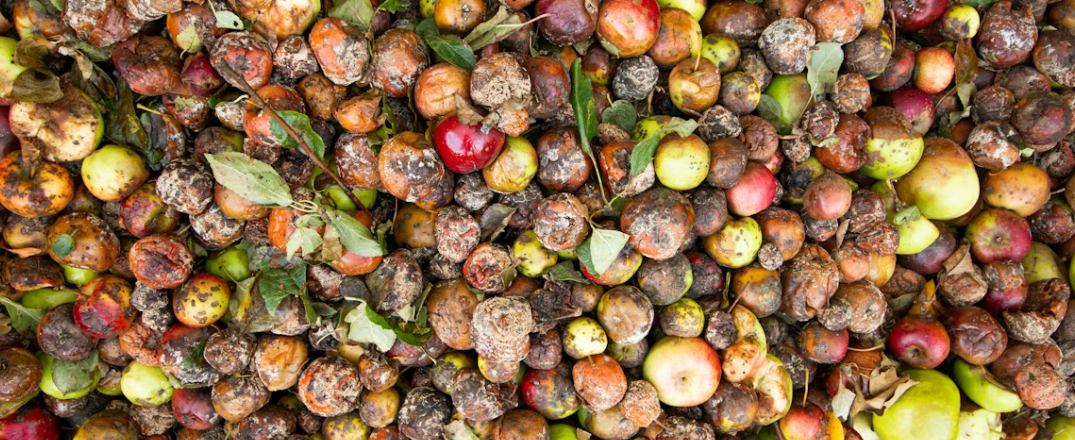 Info deal : Moulinot